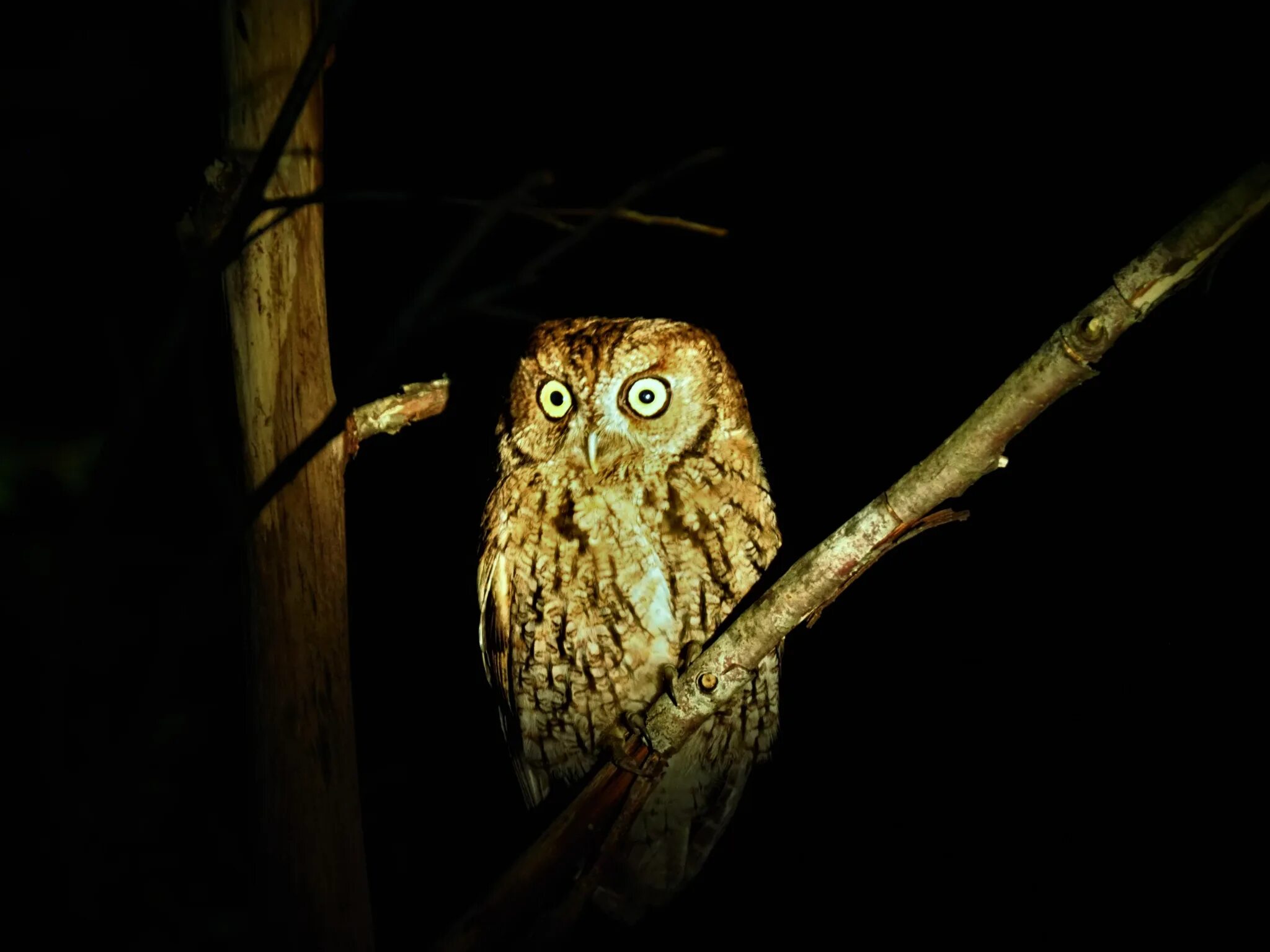 Screech sdbyrim. Совообразные аапиррриппаапрттпппррр. Owl threaten. Funny Owl squinting Eyes.