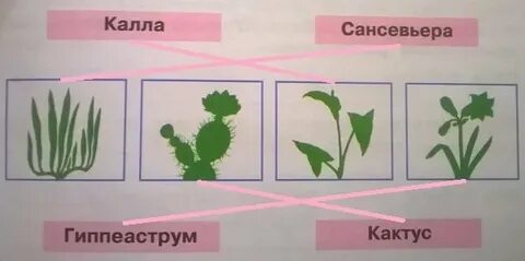 С этими растениями мы познакомились в первом