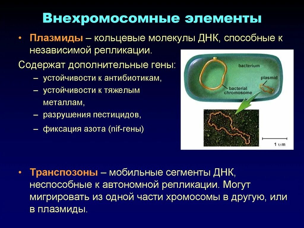 Внехромосомные генетические элементы бактерий. Плазмиды и транспозоны. Внехромосомная ДНК прокариот. Плазмиды прокариот. Прокариоты наследственная информация