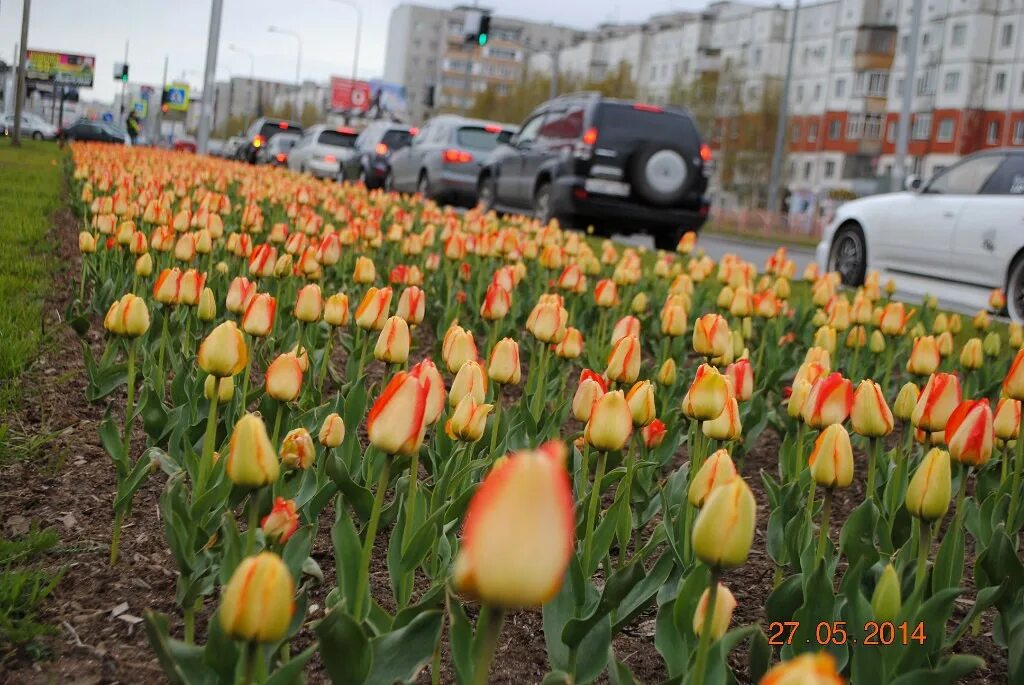Аллея тюльпанов в Белгороде. Тюльпаны на клумбах города. Тюльпаны в городе. Белгород тюльпаны.