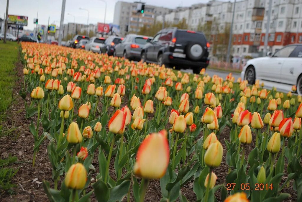 Аллея тюльпанов в Белгороде. Тюльпаны на клумбах города. Тюльпаны в городе. Белгород тюльпаны. Тюльпаны нижнекамск