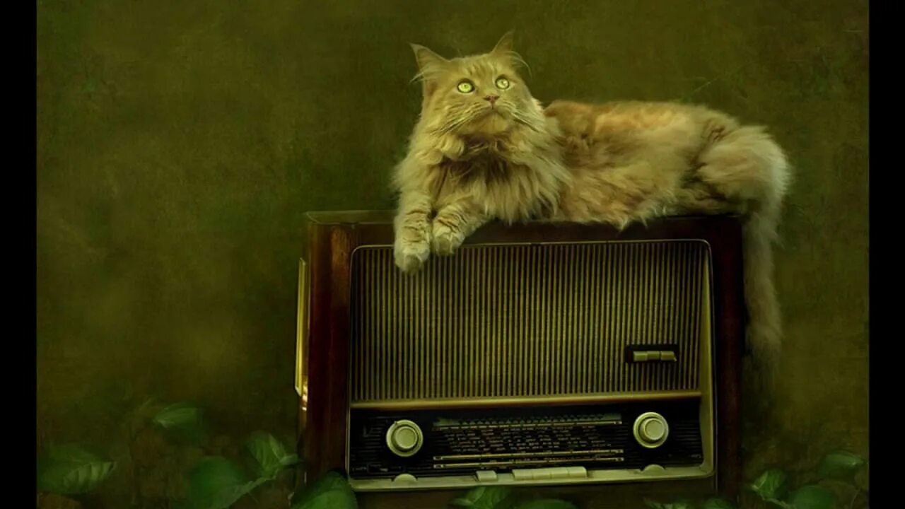 Сделай тише и включи радио. Радиоприемник в живописи. Натюрморт с магнитофоном. Музыкальные коты. Кот и радиоприемник.