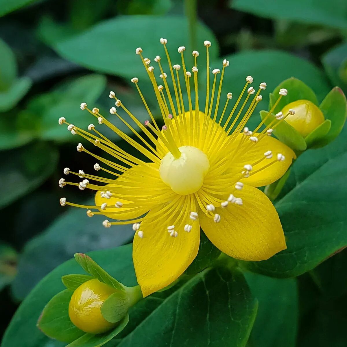 Зверобой (Hypericum perforatum). Зверобой продырявленный (Hypericum perforatum). Зверобой продырявленный Hypericum perforatum l.. Гиперикум перфоратум. Зверобой ютуб