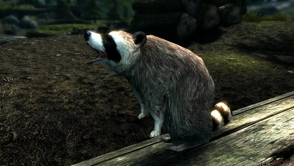 Animals skyrim. Мод на енотов. Скайрим животные. Питомцы в скайриме. Раса енотов скайрим мод.