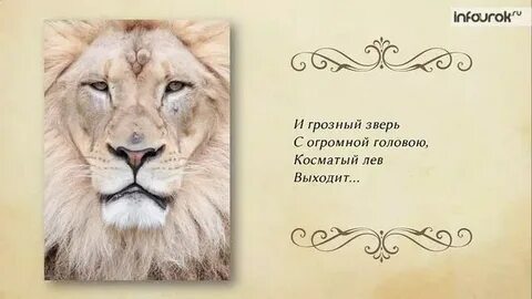 Баллада лев