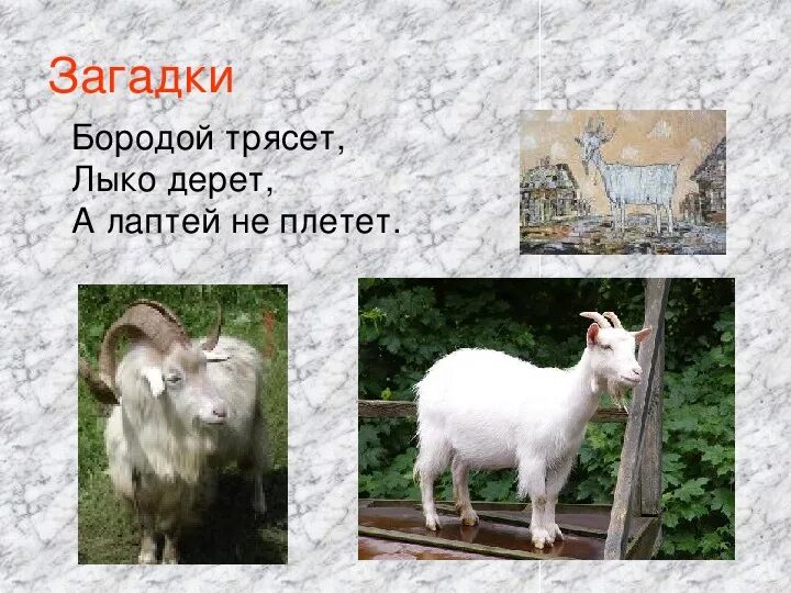 Почему коза козел оса осел. Козел бородой лыко. Бородой лыко лаптей загадка. Козёл загадка. Загадка про козу.