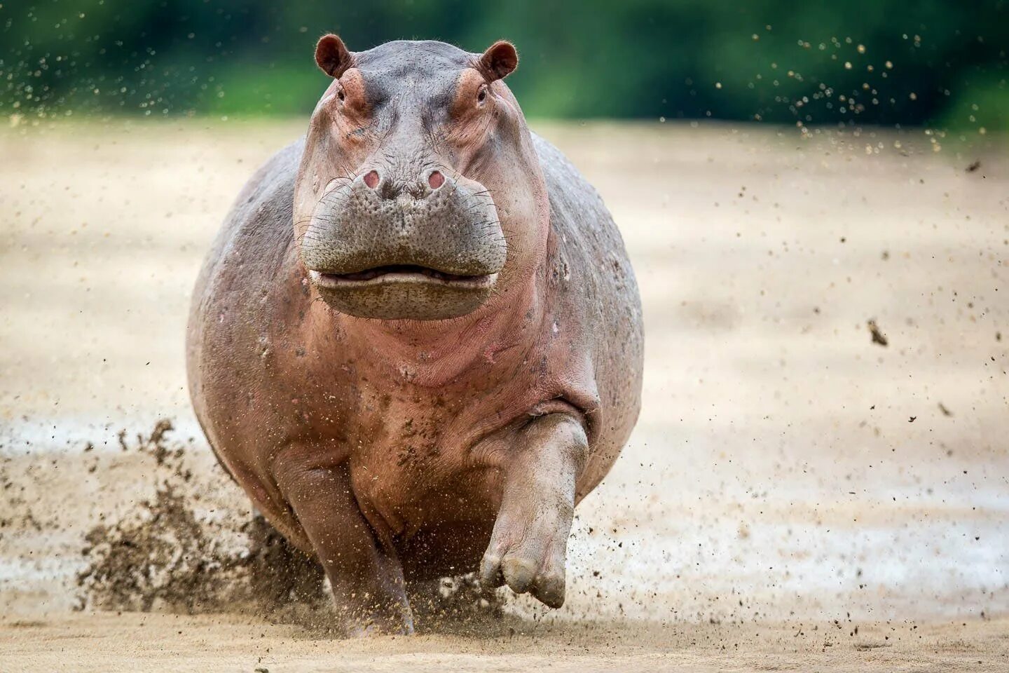 Гиппопотам и Бегемот. Нильский Бегемот. Бегемот Hippo. Маленький Бегемотик.