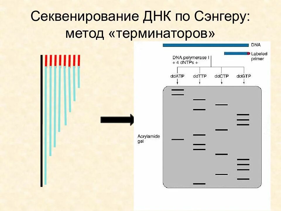 Метод секвенирования днк. Секвенирование по Сэнгеру методика. Секвенирование ДНК метод Сэнгера. Сэнгер плюс минус метод секвенирования. Секвенирование по Сэнгеру плюсы и минусы.