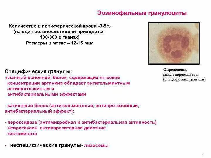 Эозинофильные гранулоциты. Эозинофильный гранулоцит. Эозинофилы в периферической крови. Катионный протеин эозинофилов. Катионный белок эозинофилов повышен