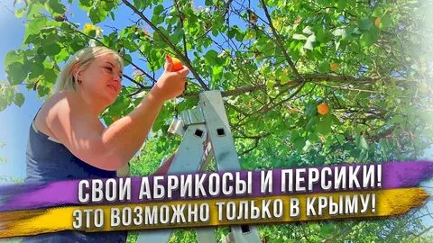 Питомник фрукты крыма