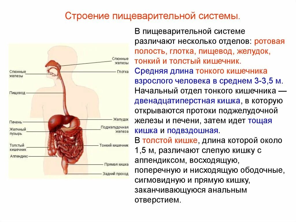 В какую систему органов входит пищевод. Пищеварение строение пищеварительной системы. Пищеварение в отделах пищеварительной системы таблица. Функции органов пищеварительной системы человека таблица. Анатомическое строение пищеварительной системы человека.