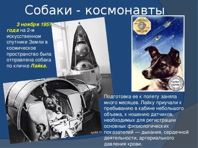 Как звали собаку полетевшую в космос. 1957 лайка в космосе. собака лайка 1957. лайка первый космонавт. собака лайка первая собака которая полетела в космос.