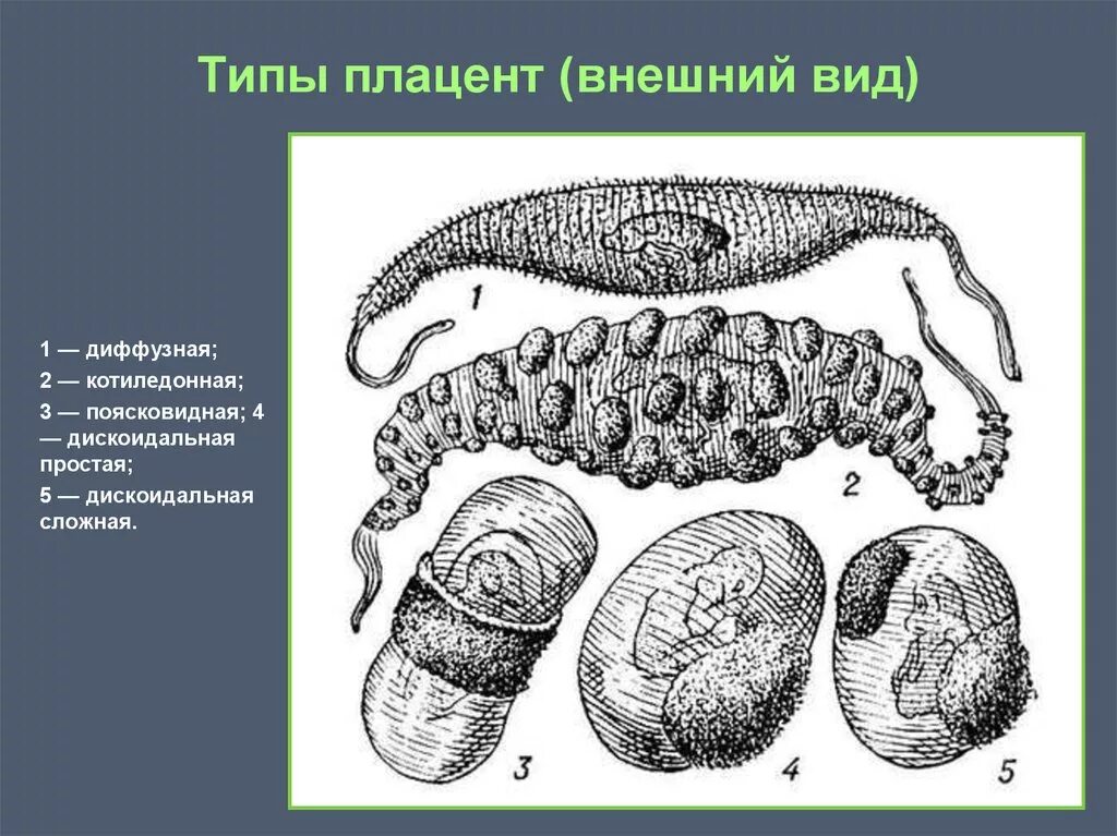 Типы плацент млекопитающих. Эпителиохориальный тип плаценты. типы плацент диффузная. типы плацент дискоидальная.