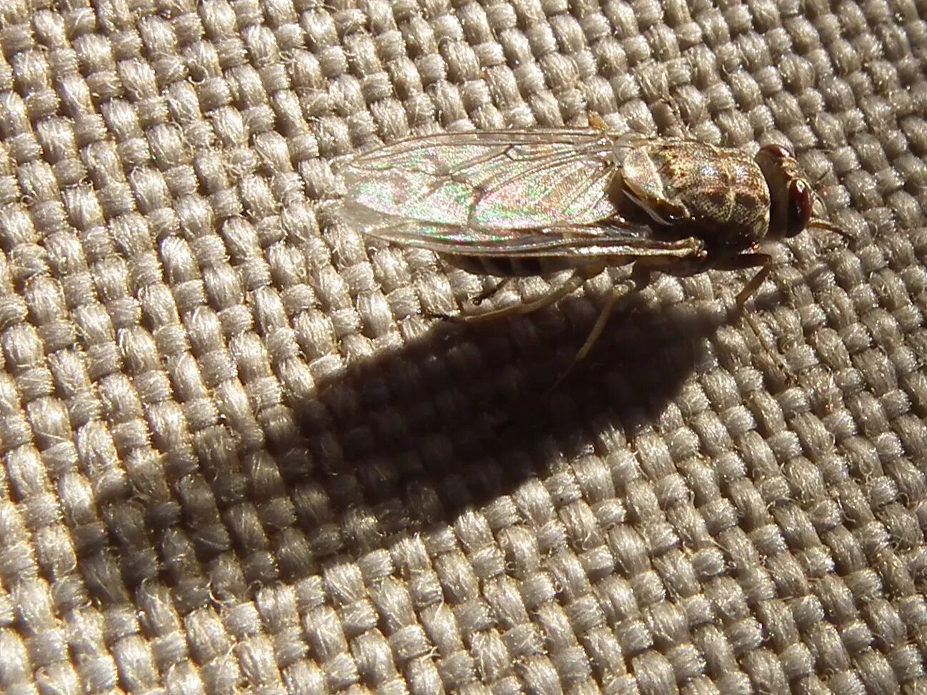 Tsetse fly. Муха ЦЕЦЕ. Африканская Муха ЦЕЦЕ. Муха це-це (Glossina Palpalis). Муха ЦЕЦЕ на Занзибаре.