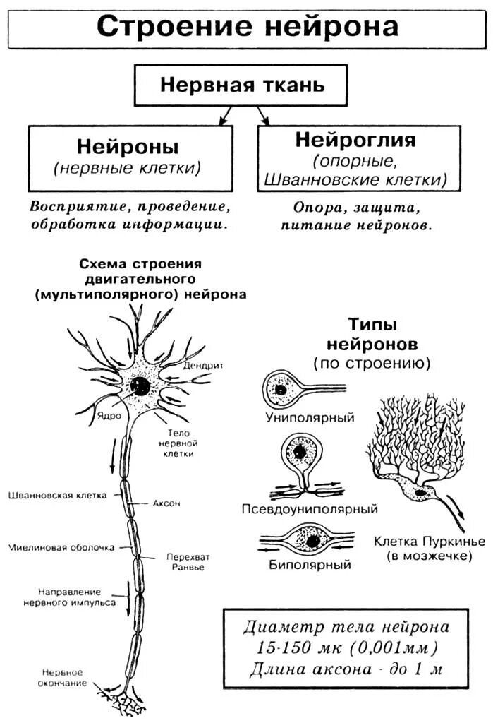 Какие органы образует нервная ткань. Схема нервная ткань Нейроны отростки. Нервная ткань строение нейрона таблица. Классификация нервной ткани схема. Схема строения двигательного нейрона.