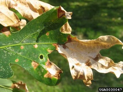 Blight