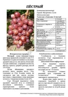 Виноград сорт пестрый отзывы