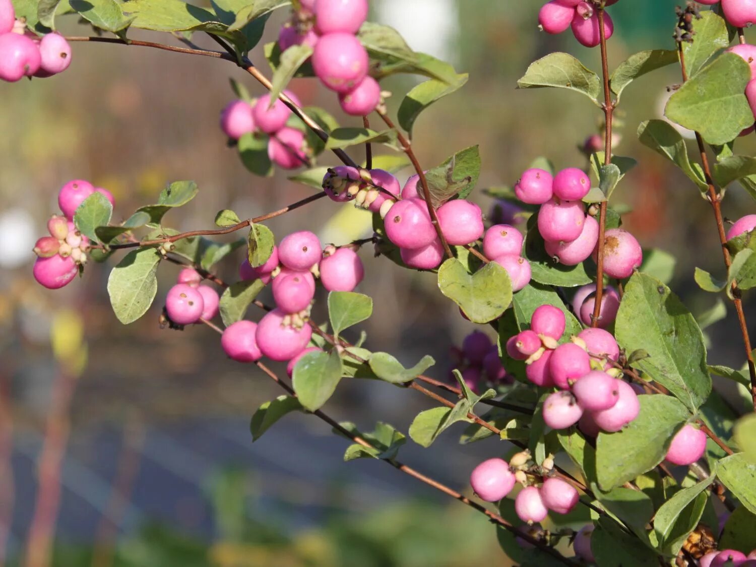 Снежноягодник доренбоза аметист. Снежноягодник доренбоза (symphoricarpos doorenbosii). Снежноягодник шено. Растение с розовыми ягодами. Снежноягодник доренбоза аметист.