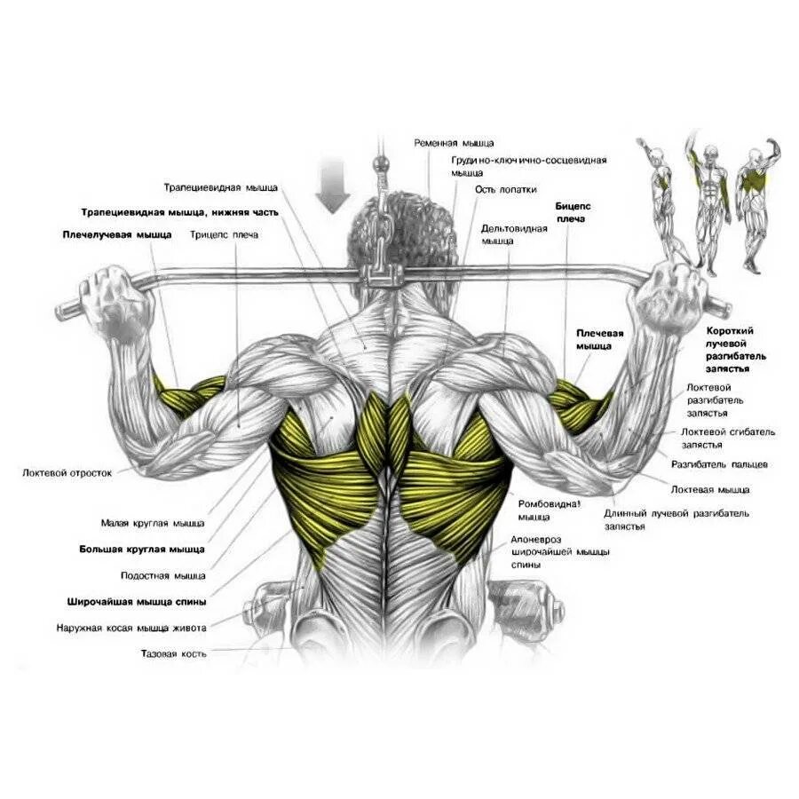 Широкая спина упражнения в зале. Упражнения для развития мышц спины в зале. Упражнения для широчайших мышц в тренажерном зале. Мышцы спины как прокачать упражнения. Упражнения для тренировки широчайших мышц спины.