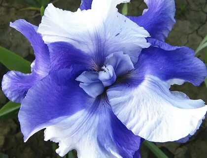 Iris full
