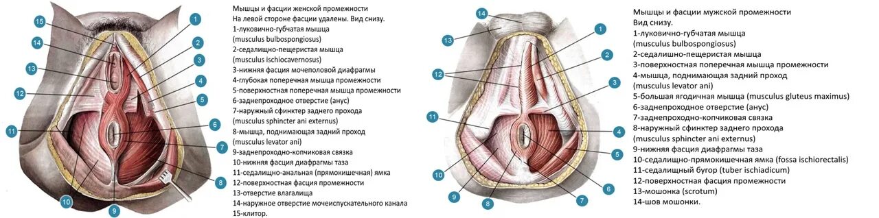 Фасции мочеполовой диафрагмы. Топографическая анатомия мужской промежности. Фасции промежности анатомия. Анатомия промежности у мужчин. Топография промежности схема.