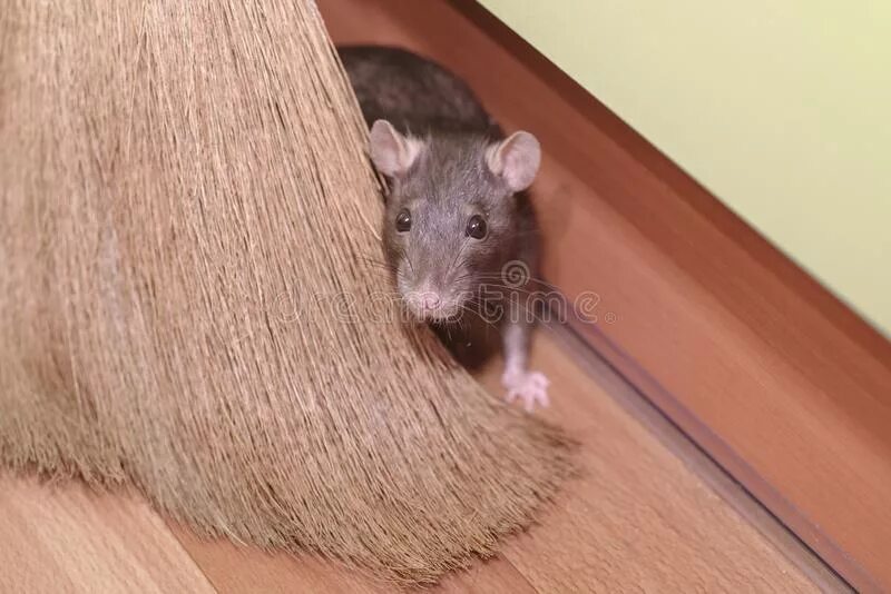 Hidden mouse
