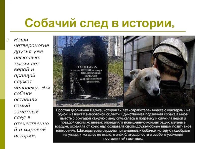 Как собаки служат человеку назови несколько
