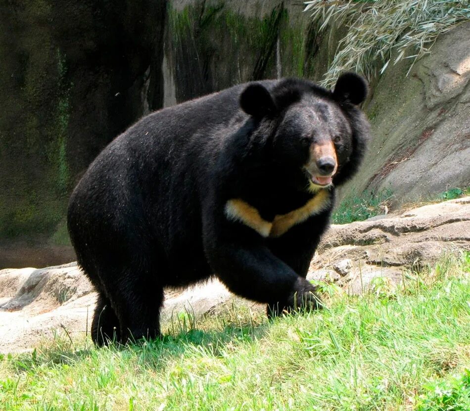 Гималайский белогрудый медведь. Уссурийский белогрудый медведь. Уссурийский Гималайский медведь. Черный белогрудый медведь.