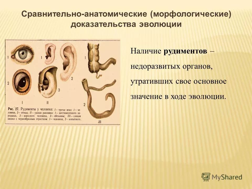 Презентация на тему: "ГБОУ СПО " СПБ УОР 2( техникум )" Подготовила : Кондратьев