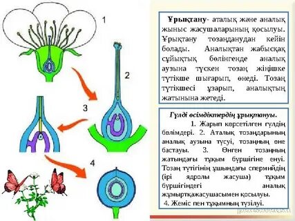 Әнші Максиммен порно және секс