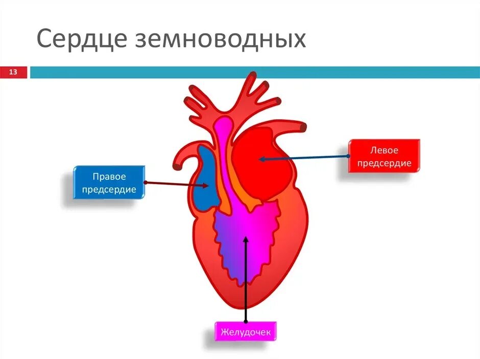 Схема строения сердца земноводных. Схема строения сердца лягушки. Строение сердца амфибий. Строение сердца земноводные рисунок.