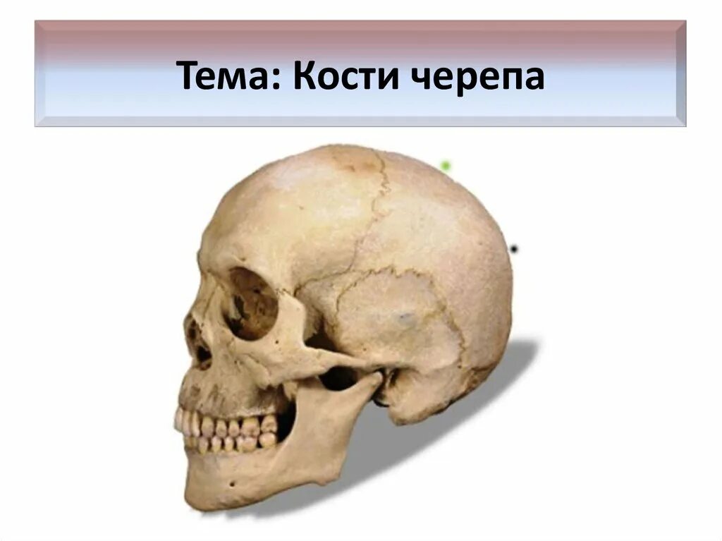 Кости черепа каждая кость. Кости черепа. Кость черепа. Череп биология. Верхняя часть черепа.