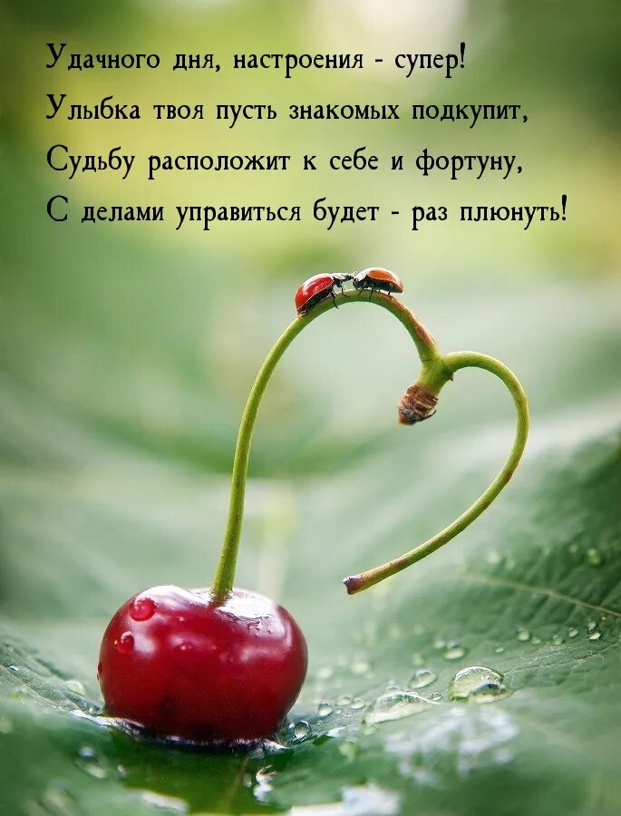 Хорошего дня все будет хорошо мужу. Любовь к природе. Вишня в природе. Доброе утро вишня. Ягода любви.