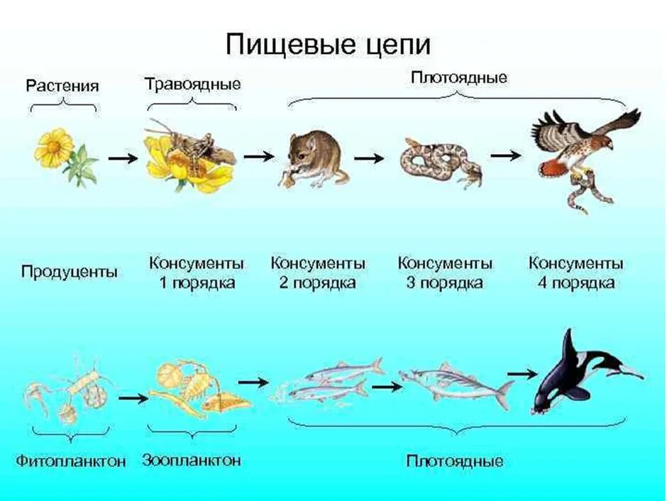 Приведите примеры живых организмов обитающих. Пищевые Цепочки 5 класс биология. 2 Цепочки питания животных. Цепь питания консументы редуценты. 5 Класс цепи питания биология редуценты.