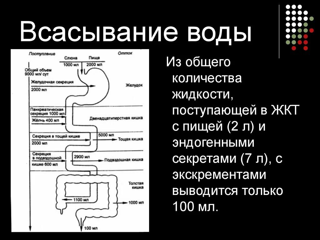 Почему в кишечнике вода