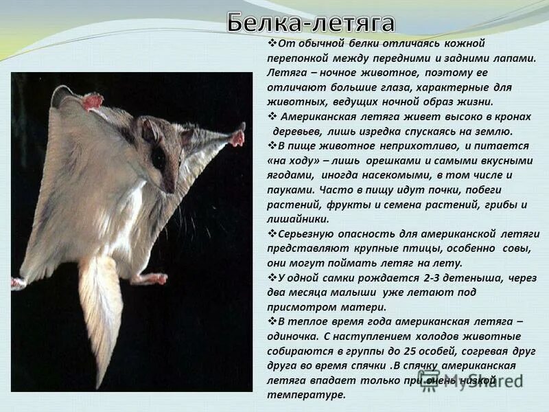 Летяга в тайге. Летяга природная зона. Обыкновенная летяга красная книга. Сообщение о летяге 4 класс. Летяга природная зона.