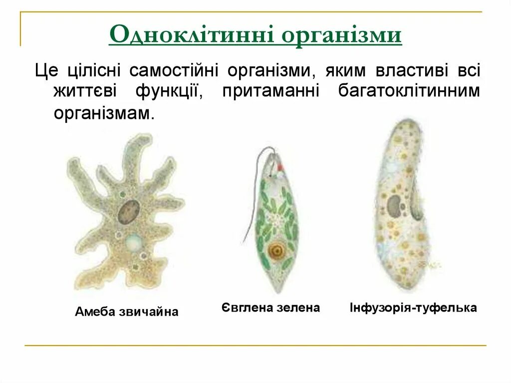 Одноклітинні організми. Одноклеточные. Одноклеточные животные представители. Примитивные одноклеточные организмы. Отличие одноклеточных от бактерий