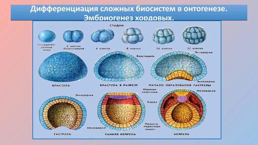 Схема эмбриогенеза ланцетника название какой его стадии. Эмбриогенез гаструла бластула. Зигота морула бластула гаструла нейрула. Эмбриогенез бластула гаструла нейрула. Онтогенез бластула гаструла.