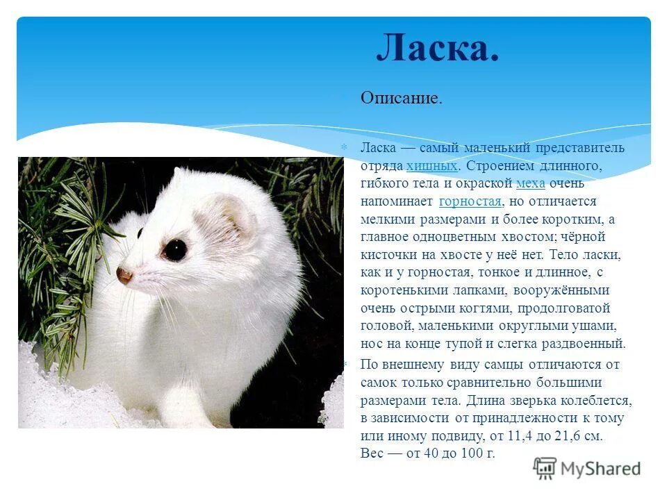 сообщение о животном ласка. ласка предложения. ласка предложения. ласка краткое описание. ласка предложения.