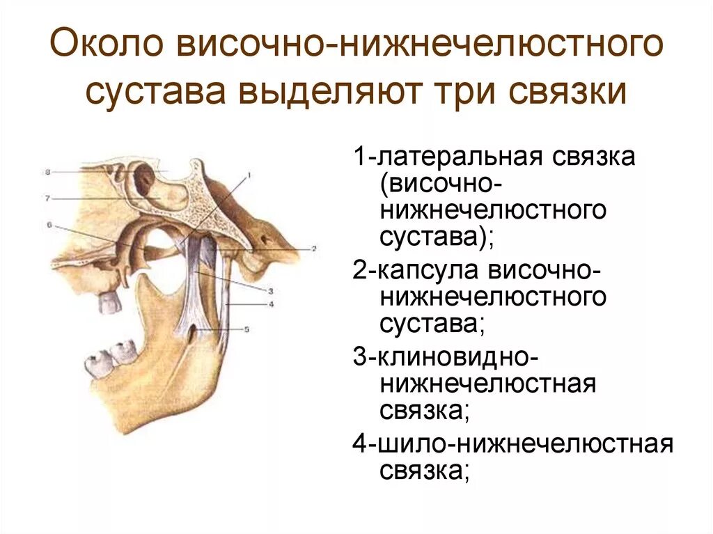 Височно-нижнечелюстной сустав сустав анатомия строение. Анатомия суставной капсулы ВНЧС. Внекапсульные связки нижнечелюстного сустава. Внутрисуставные связки височно-нижнечелюстного сустава. Мыщелок челюсти