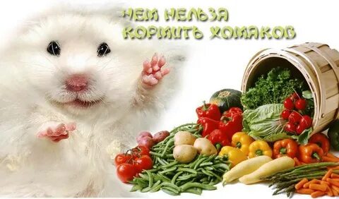 Можно ли хомякам абрикос