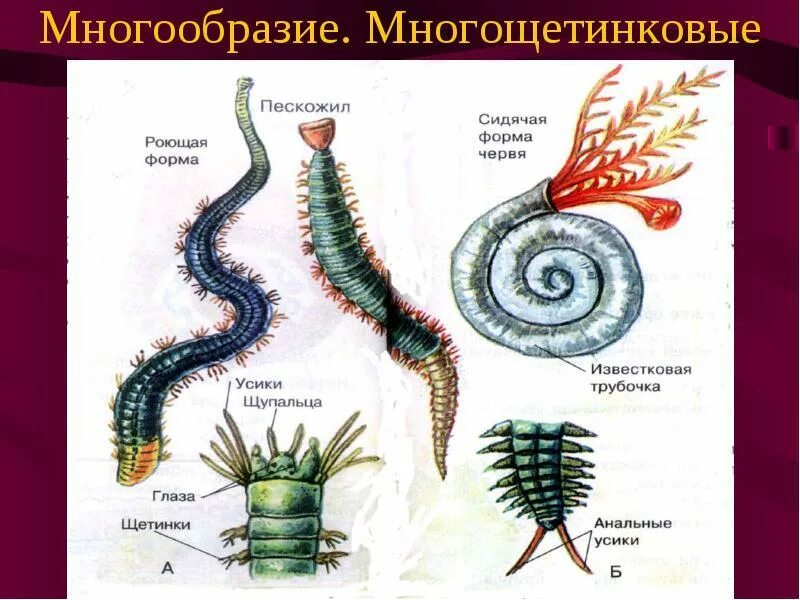 Почему многощетинковые получили такое название. Многощетинковые кольчатые черви. кольчатый червь многощетинковые черви. многощетинковые кольчатые черви строение.
