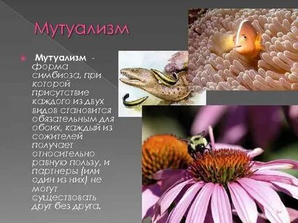Симбиоз протокооперация примеры