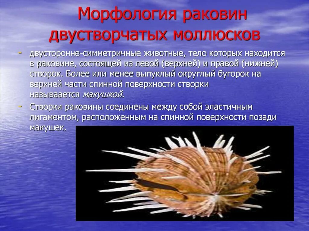 Моллюски Тип симметрии. Симметрия тела моллюсков. Двусторонняя симметрия у моллюсков. Симметрия тела двустворчатых моллюсков. Моллюски имеют сердце