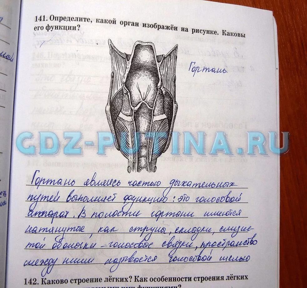 Какой орган изображен на рисунке