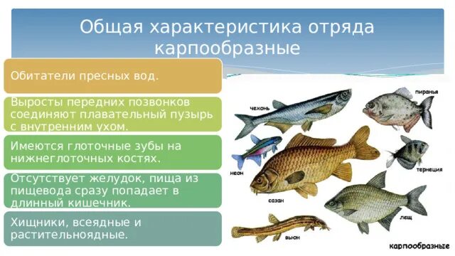 Особенности рыб 3 класс. Общая характеристика рыб. Общая характеристика костных рыб. Отряд Карпообразные представители. Костные рыбы характеристика.