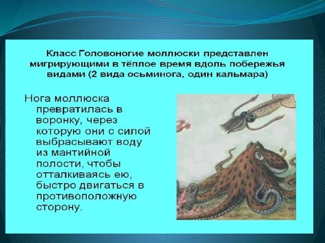 Характеристика класса головоногие. Головоногие моллюски егэ. представители класса головоногие. характеристика головоногих моллюсков. форма тела головоногих моллюсков.