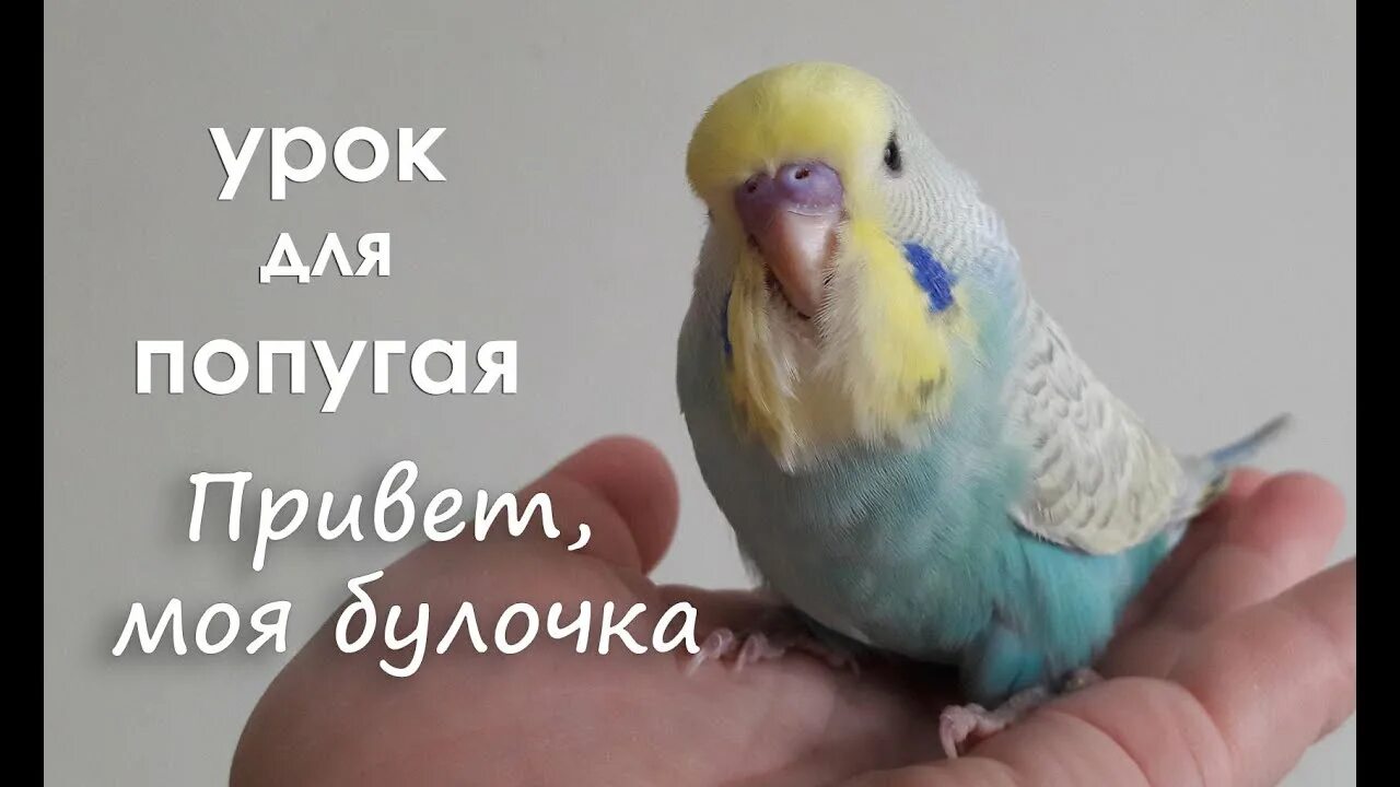 Урок для попугая. Видеоурок для попугаев. Урок для попугая привет. Учимся говорить попугая