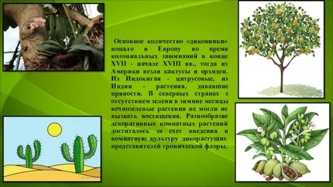 Растения и их история