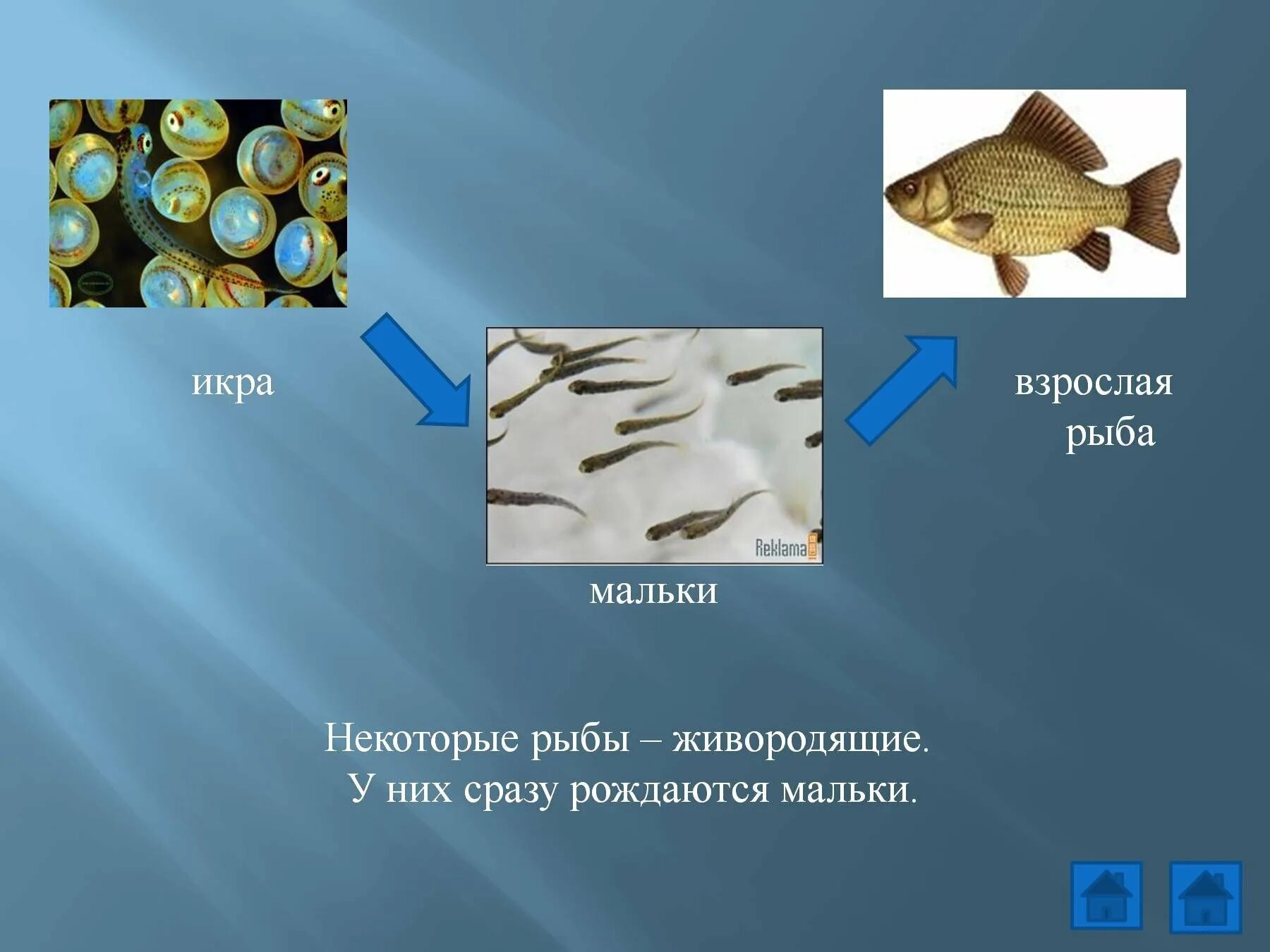 Рыбы примеры 3 класс. Живородящие рыбы. Малек взрослая рыба. Икринка взрослая рыба. Икринка малек рыба.